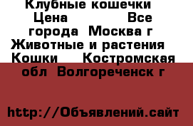 Клубные кошечки › Цена ­ 10 000 - Все города, Москва г. Животные и растения » Кошки   . Костромская обл.,Волгореченск г.